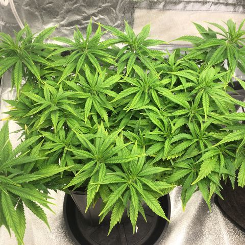 Super Lemon Haze #2 growlog timeline photo