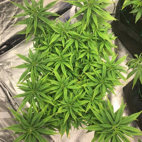 Super Lemon Haze #2 growlog timeline photo