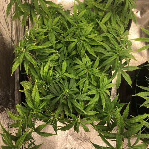 Super Lemon Haze #2 growlog timeline photo