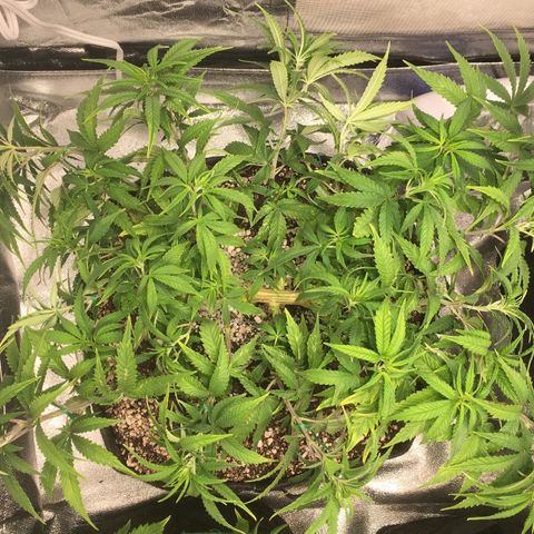Super Lemon Haze #2 growlog timeline photo