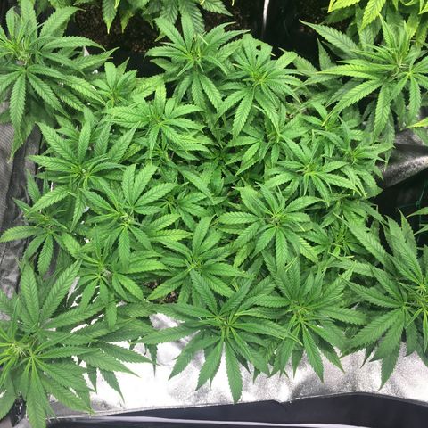 Super Lemon Haze #2 growlog timeline photo