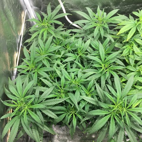 Super Lemon Haze #2 growlog timeline photo