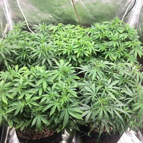 Super Lemon Haze #2 growlog timeline photo