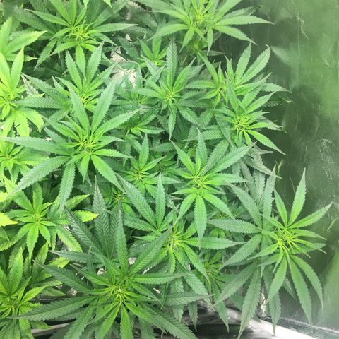 Super Lemon Haze #2 growlog timeline photo