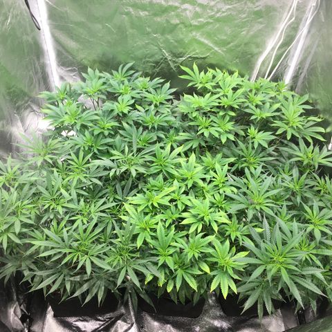 Super Lemon Haze #2 growlog timeline photo
