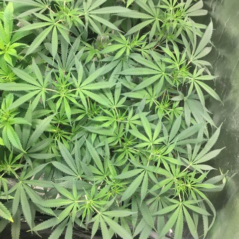 Super Lemon Haze #2 growlog timeline photo