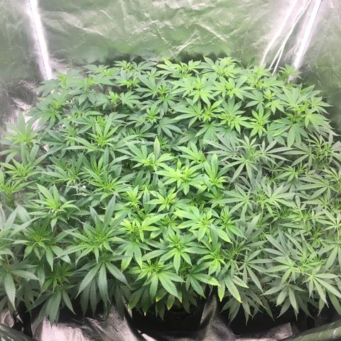 Super Lemon Haze #2 growlog timeline photo