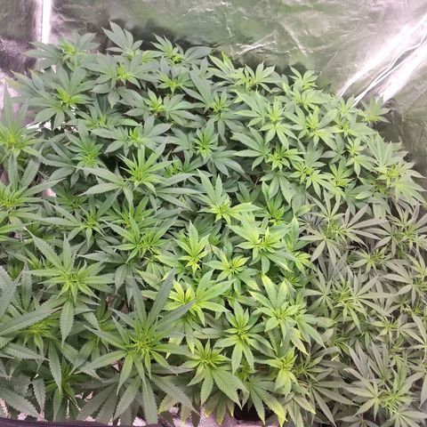 Super Lemon Haze #2 growlog timeline photo