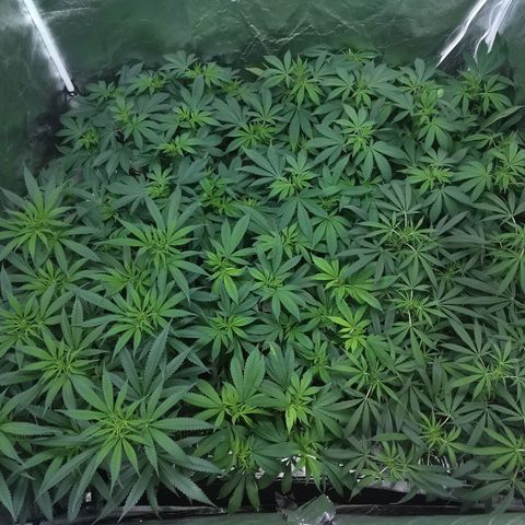 Super Lemon Haze #2 growlog timeline photo