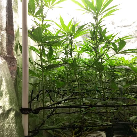 Super Lemon Haze #2 growlog timeline photo