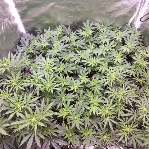 Super Lemon Haze #2 growlog timeline photo