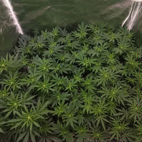 Super Lemon Haze #2 growlog timeline photo