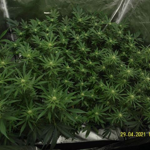 Super Lemon Haze #2 growlog timeline photo