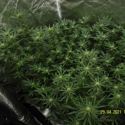 Super Lemon Haze #2 growlog timeline photo