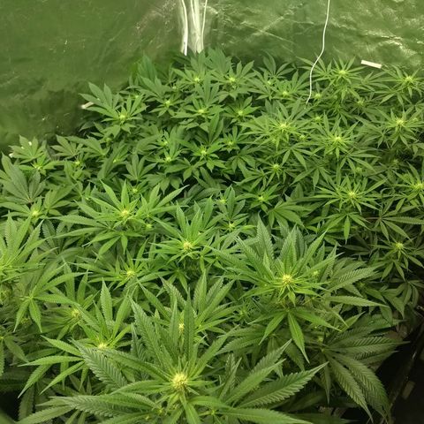 Super Lemon Haze #2 growlog timeline photo