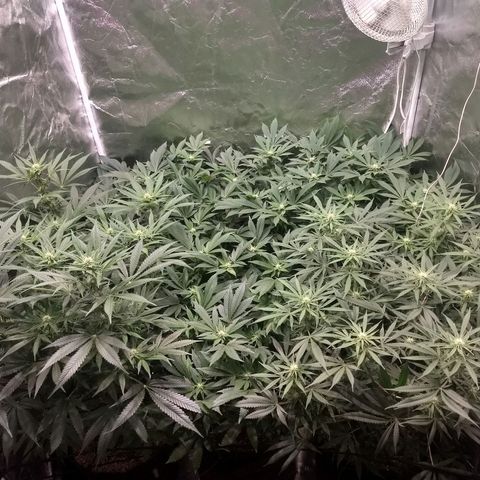 Super Lemon Haze #2 growlog timeline photo