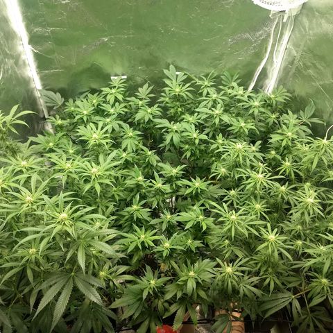 Super Lemon Haze #2 growlog timeline photo