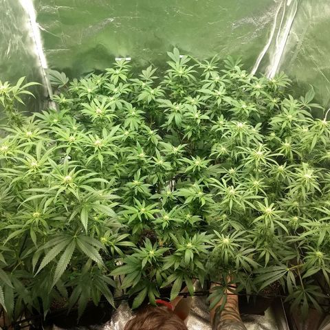 Super Lemon Haze #2 growlog timeline photo