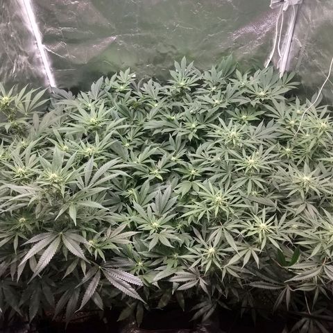 Super Lemon Haze #2 growlog timeline photo