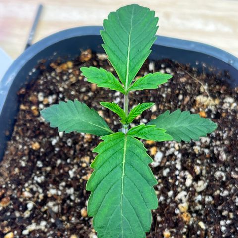 Mandarin Queen growlog timeline photo