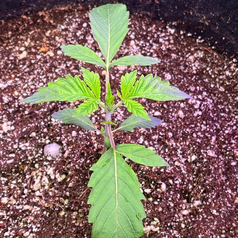 Mandarin Queen growlog photo: N def