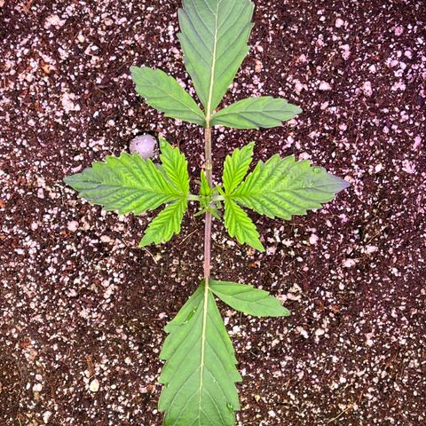 Mandarin Queen growlog photo: N def