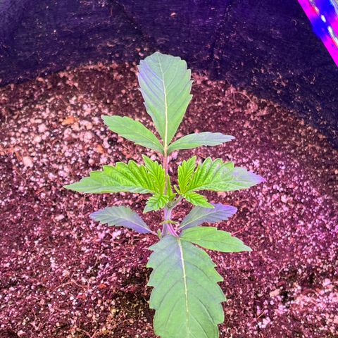 Mandarin Queen growlog timeline photo