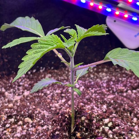 Mandarin Queen growlog timeline photo