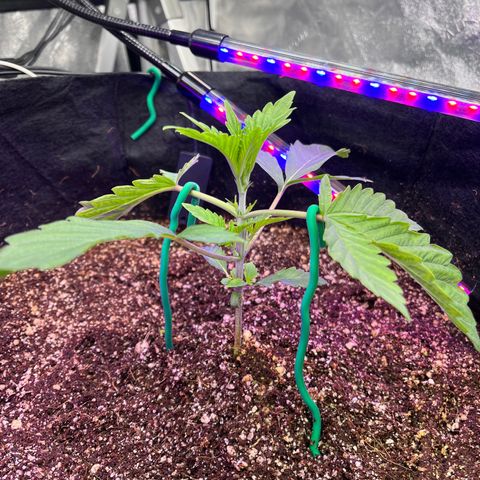 Mandarin Queen growlog timeline photo