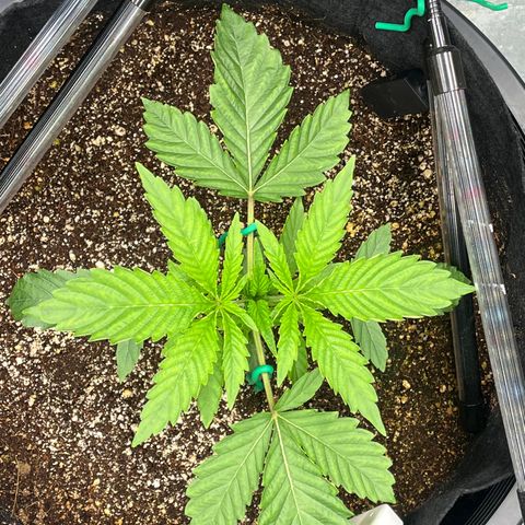 Mandarin Queen growlog timeline photo