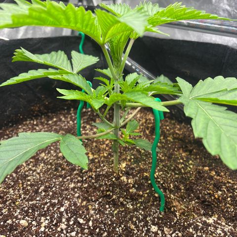 Mandarin Queen growlog timeline photo