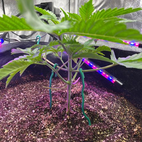 Mandarin Queen growlog timeline photo