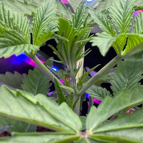 Mandarin Queen growlog timeline photo
