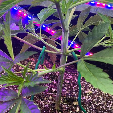 Mandarin Queen growlog photo: LEAFS 🍀