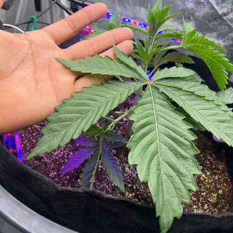 Mandarin Queen growlog photo: LEAFS 🍀