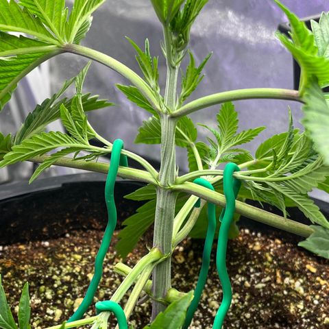 Mandarin Queen growlog photo: BOTTOM RAW GONE. MORE TRAINING 