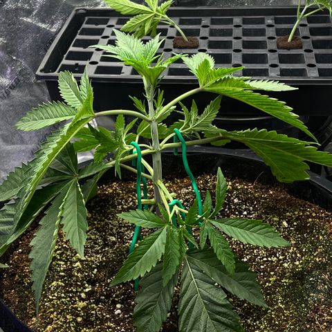 Mandarin Queen growlog photo: BOTTOM RAW GONE. MORE TRAINING 