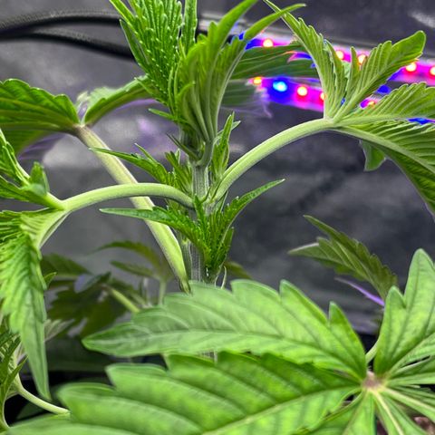Mandarin Queen growlog photo: I wanna live here. under this beauty 