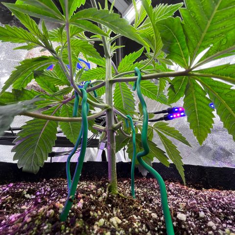 Mandarin Queen growlog photo: I wanna live here. under this beauty 