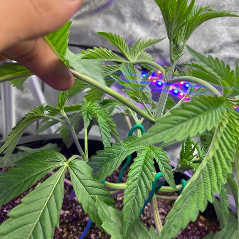Mandarin Queen growlog photo: SIDE TOPPING PIX