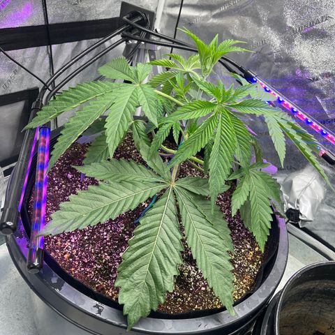 Mandarin Queen growlog photo: SIDE TOPPING PIX