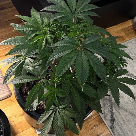 Mandarin Queen growlog photo:  efore and after defol, snapped, fixed, bended ALOT