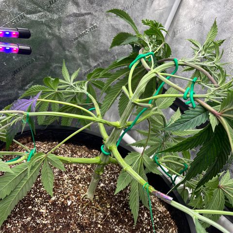 Mandarin Queen growlog photo:  efore and after defol, snapped, fixed, bended ALOT