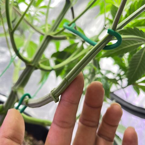 Mandarin Queen growlog photo:  efore and after defol, snapped, fixed, bended ALOT
