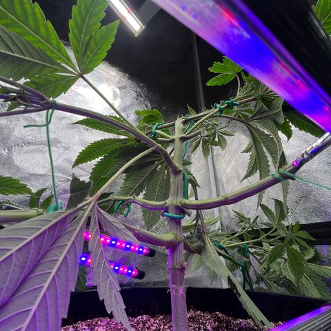 Mandarin Queen growlog timeline photo