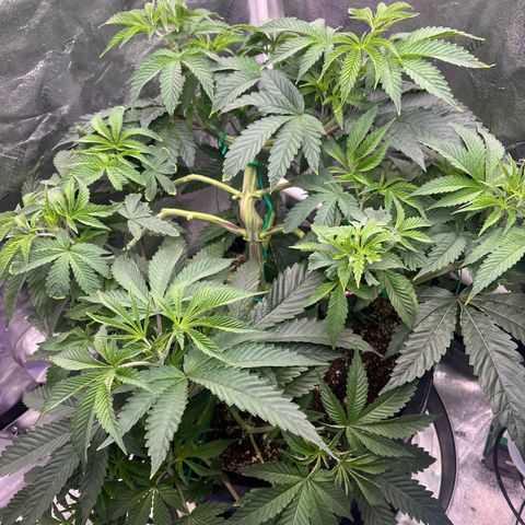 Mandarin Queen growlog timeline photo