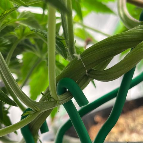 Mandarin Queen growlog timeline photo