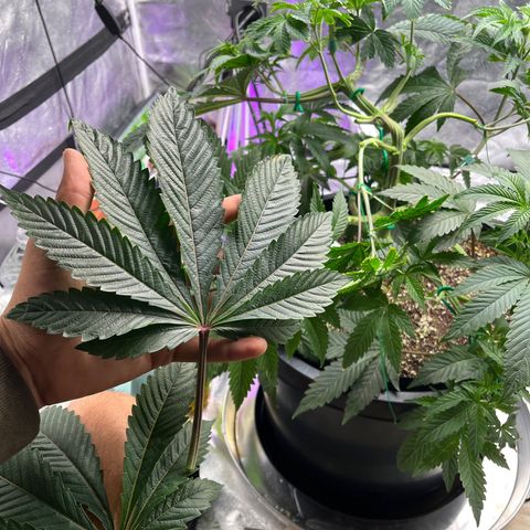 Mandarin Queen growlog timeline photo