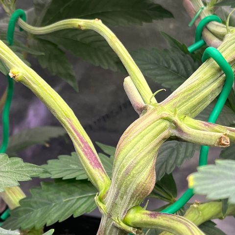 Mandarin Queen growlog timeline photo