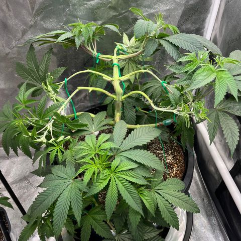 Mandarin Queen growlog timeline photo